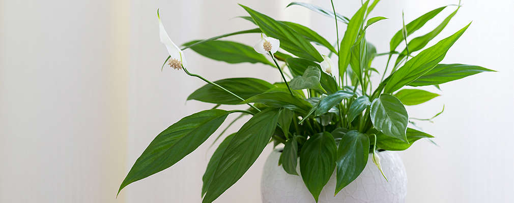 Na obrázku je biely črepník na elegantnom drevenom stole, v ktorom je zelená rastlina s bielymi listami.