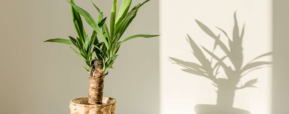 Na obrázku je mladá palma juka v kvetináči z prútia na sivej zemi.