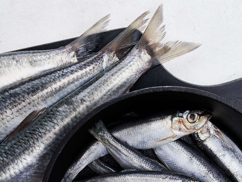 Hering de Atlantic proaspăt în detaliu