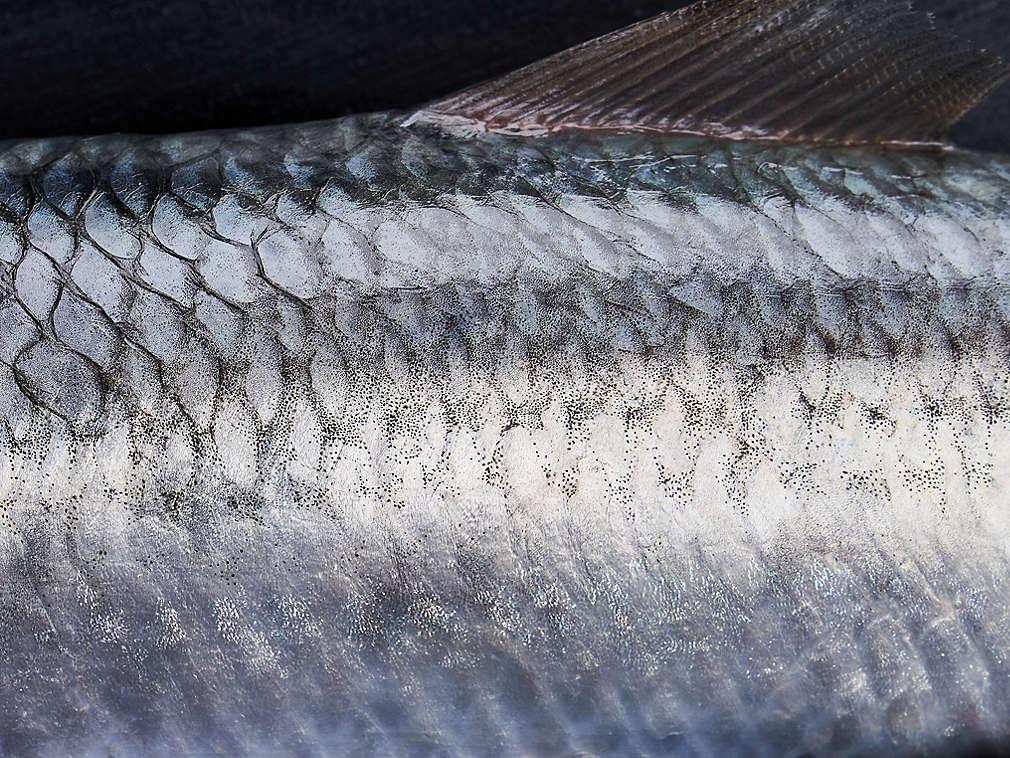 Hering de Atlantic proaspăt în detaliu