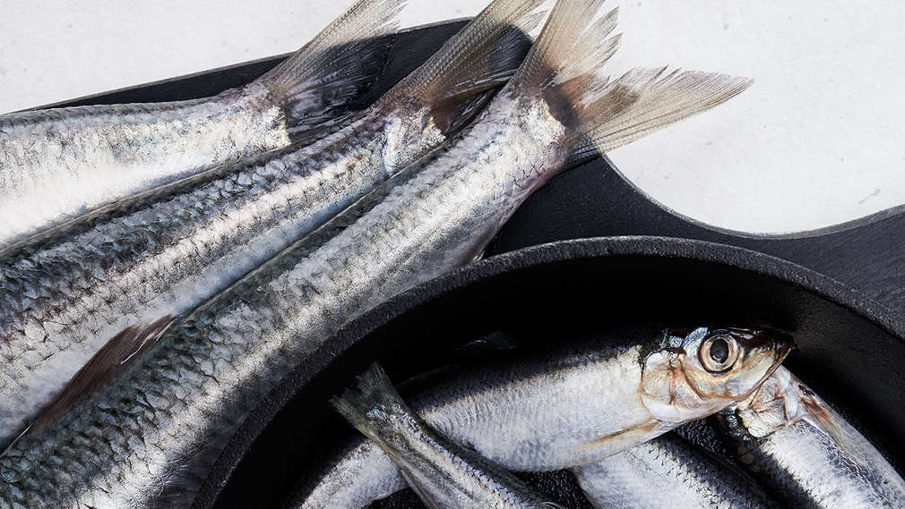 Obrázok sleďa atlantického