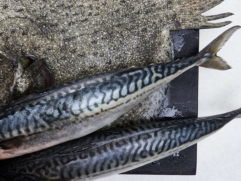 Свежая морская рыба, подробный вид