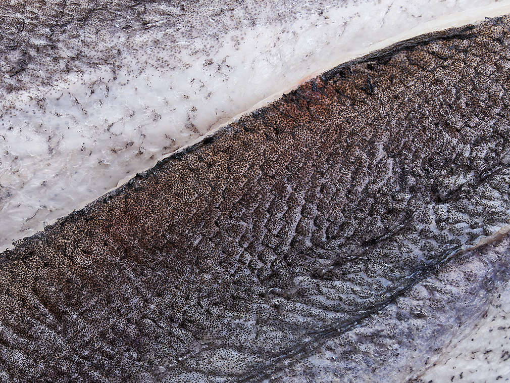 Свежая морская щука, подробный вид