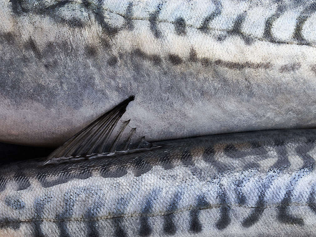 Frische Makrele in der Detailansicht