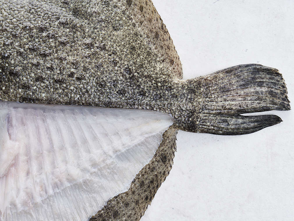 Свежая ромбовидная камбала, подробный вид