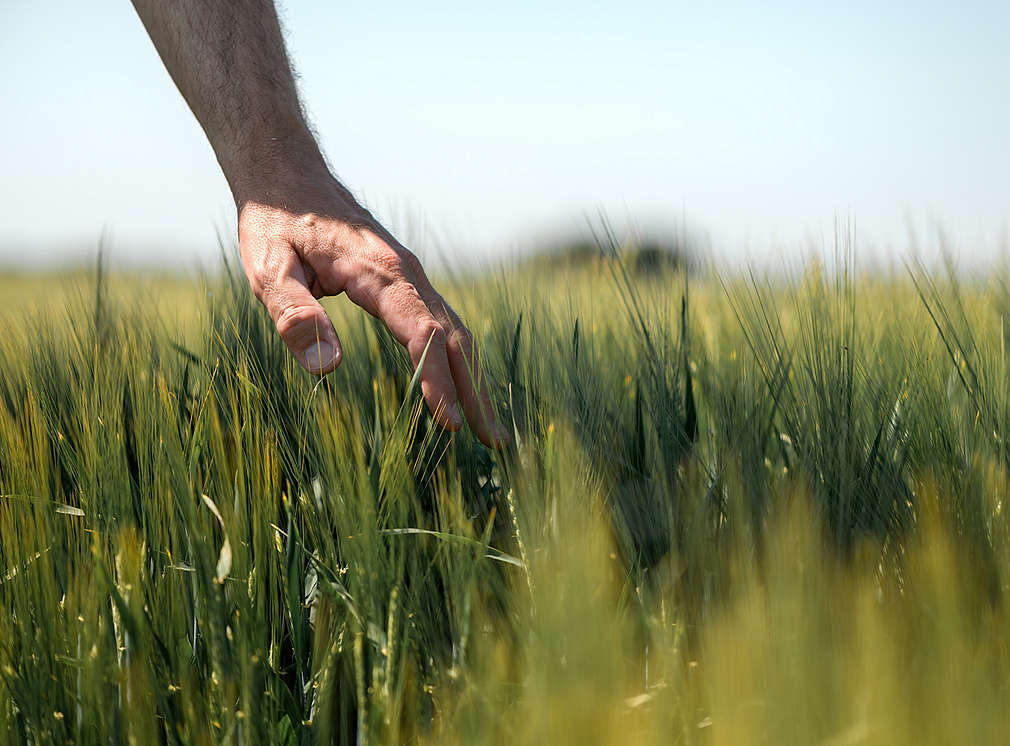 Person fasst Getreide auf Feld an