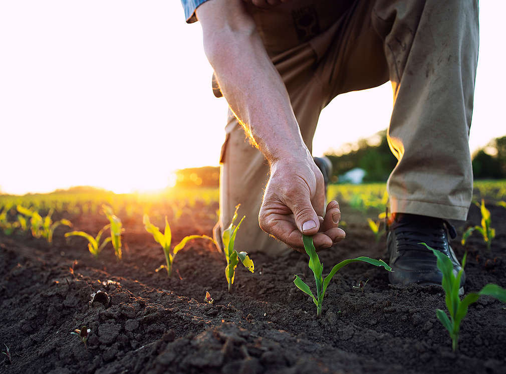 Person inspiziert Pflanzen auf Feld