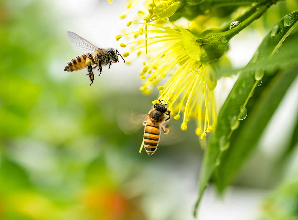 Bienen und Pflanze
