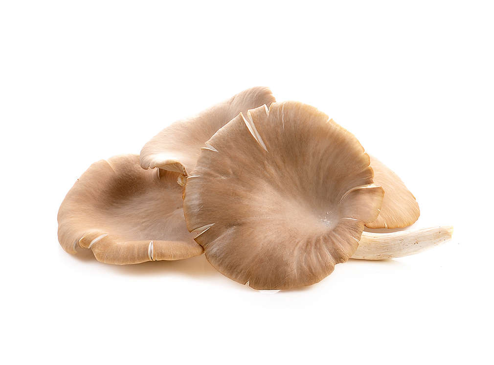 Ciuperci pleurotus