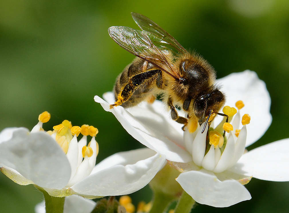 Изображение на пчела, кацнала върху бял цвят