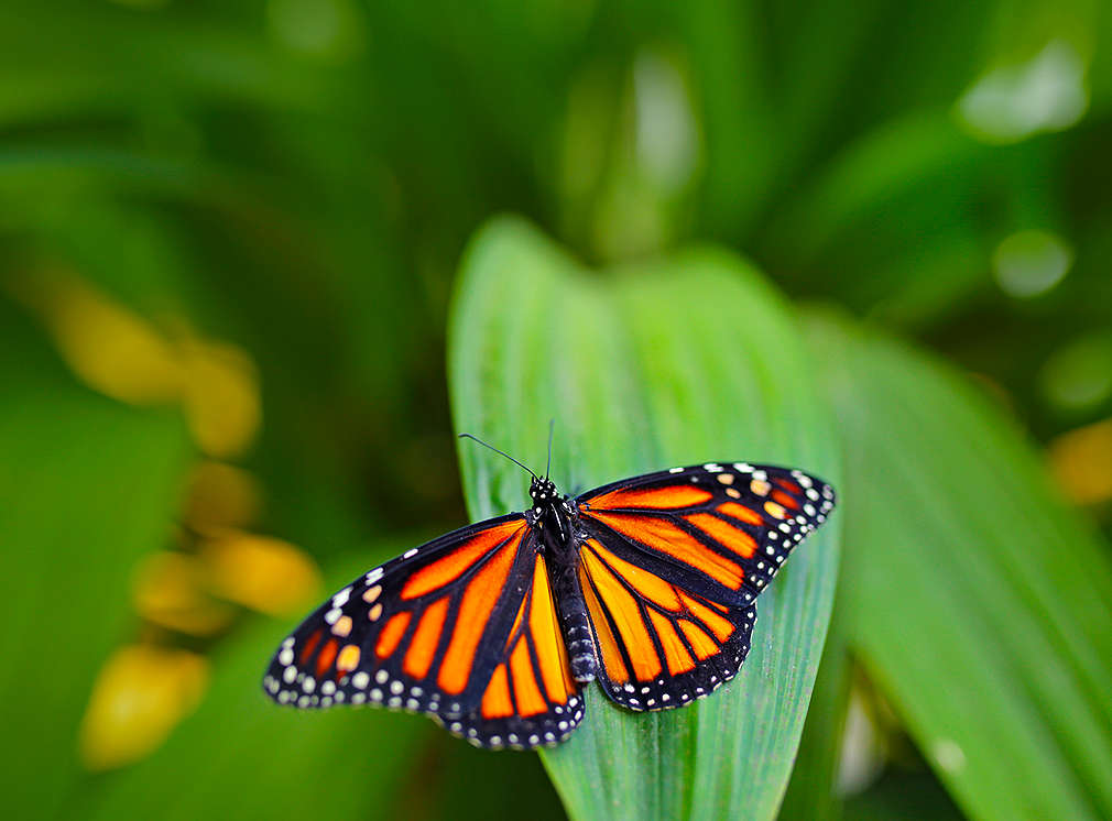 Ein Schmetterling sitz auf einem grünen Blatt