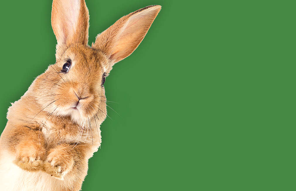 Kaninchen vor grünem Hintergund