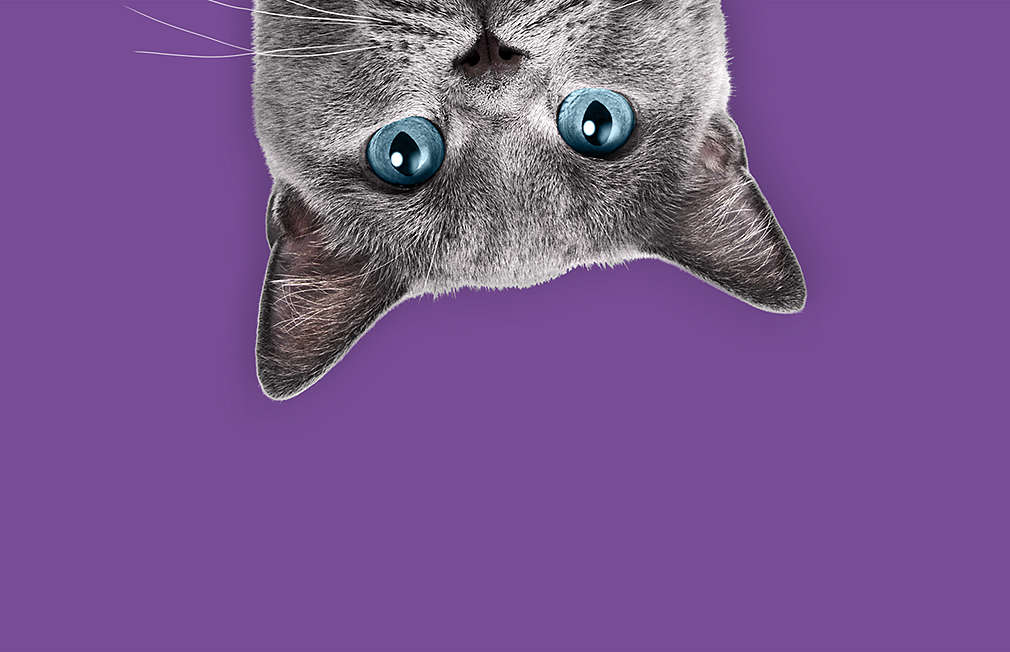 Graue Katze vor lila Hintergrund