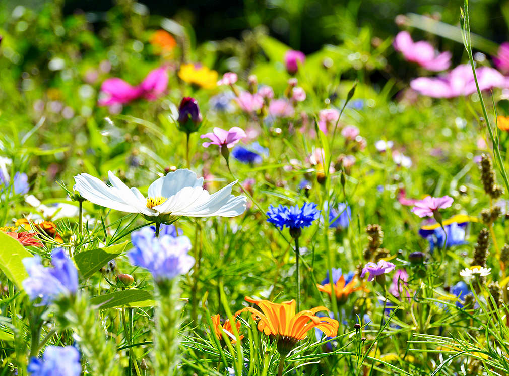 Blumenwiese