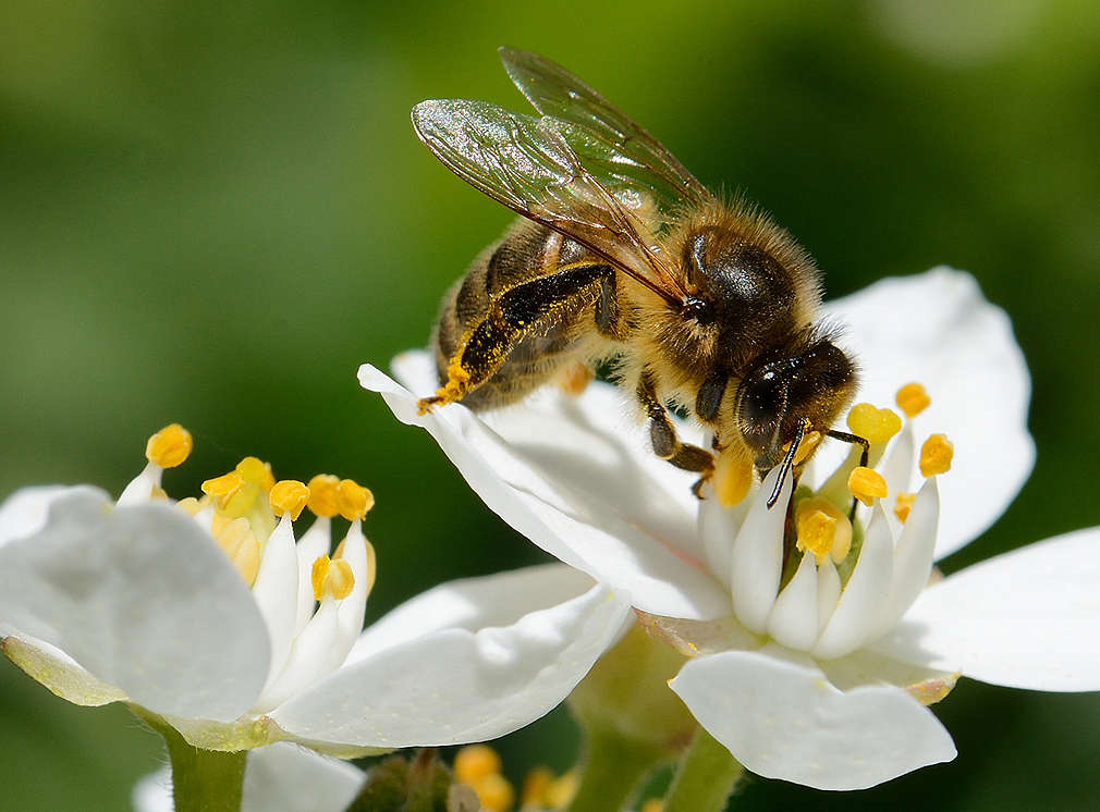 Biene auf Blume