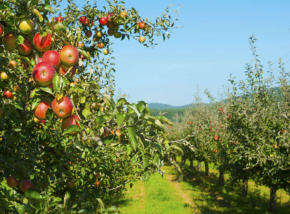 apple trees in a row, before harvest
