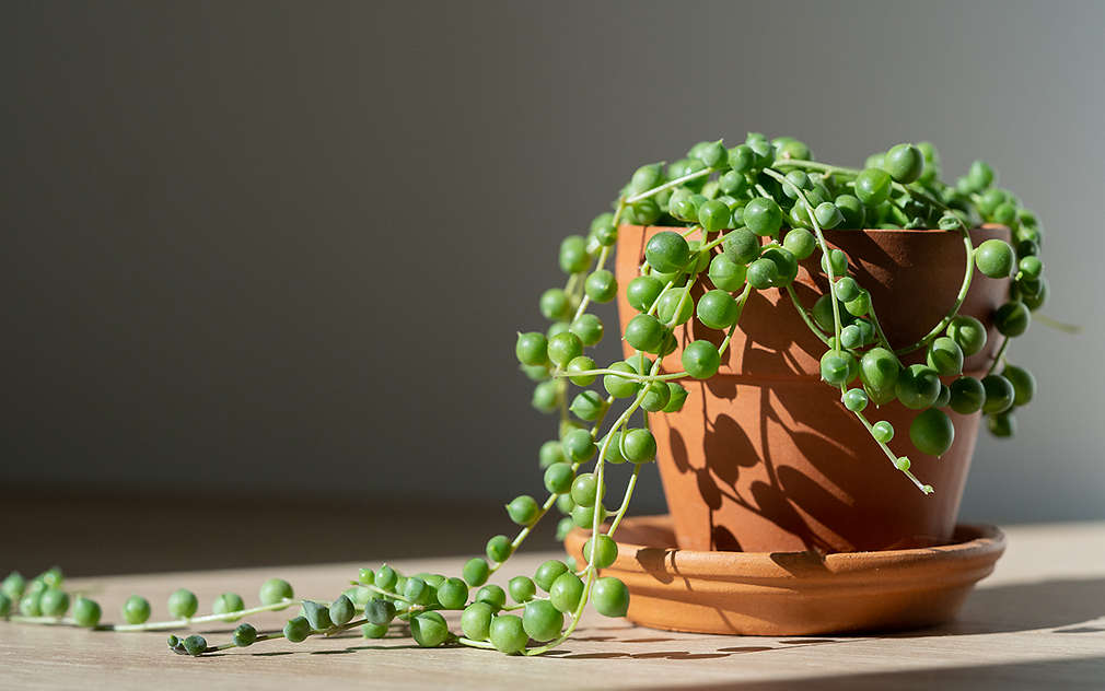 Zbliżenie na starca rowleya w czarnym pojemniku owiniętym jutą, umieszczonym na drewnianych listwach.