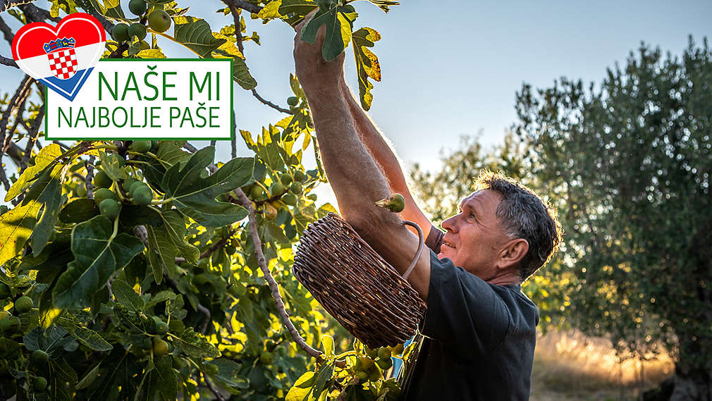 Kaufland branje smokava