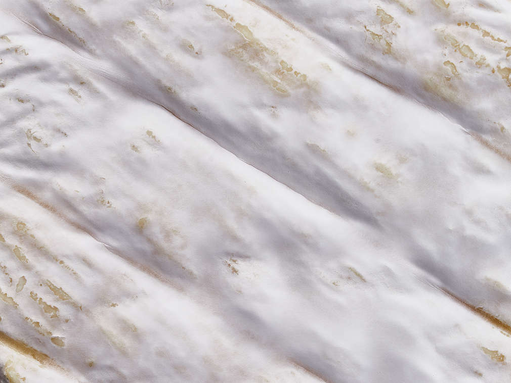 Detailný pohľad na čerstvý camembert