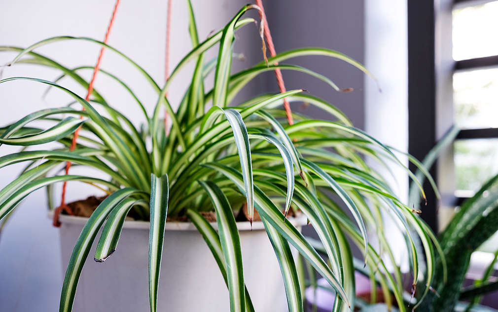 Zielistka w białej doniczce, zawieszona na czerwonych sznurkach przy suficie w jasnym pokoju.