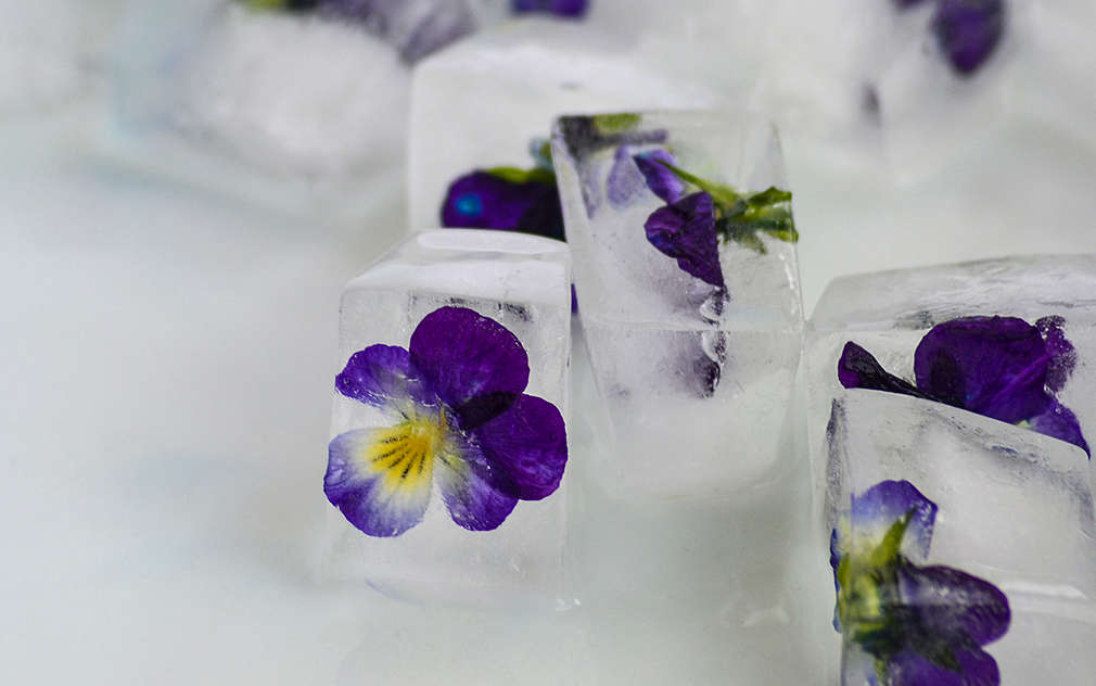 Veľa kociek ľadu na bielom pozadí, pričom v každej je zamrazený fialový kvietok.