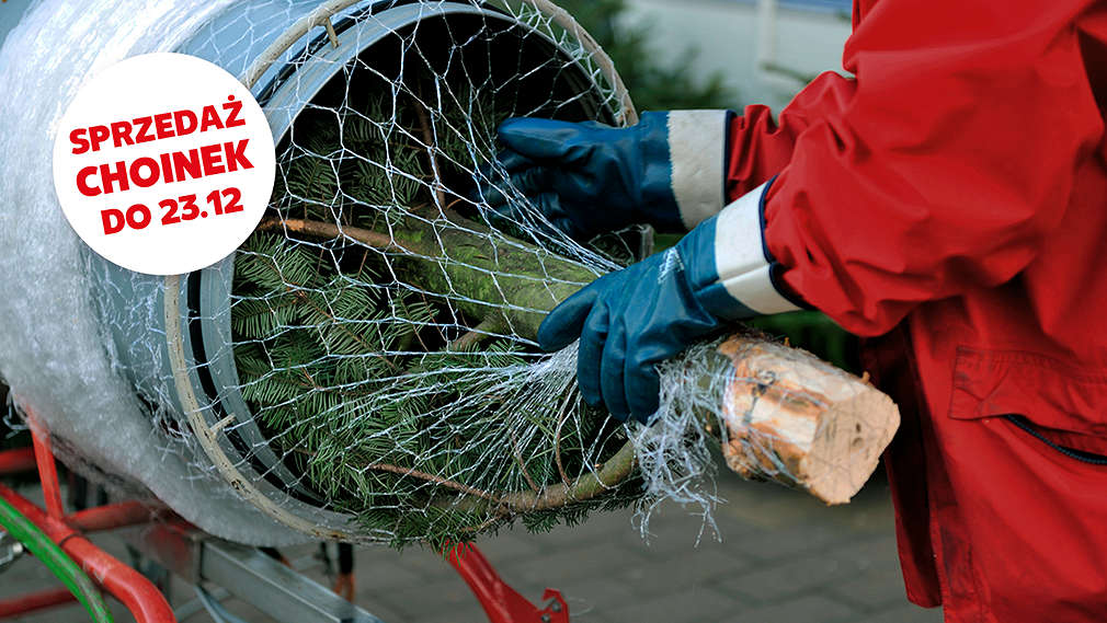 pakowanie choinki do siatki w punktu sprzedaży