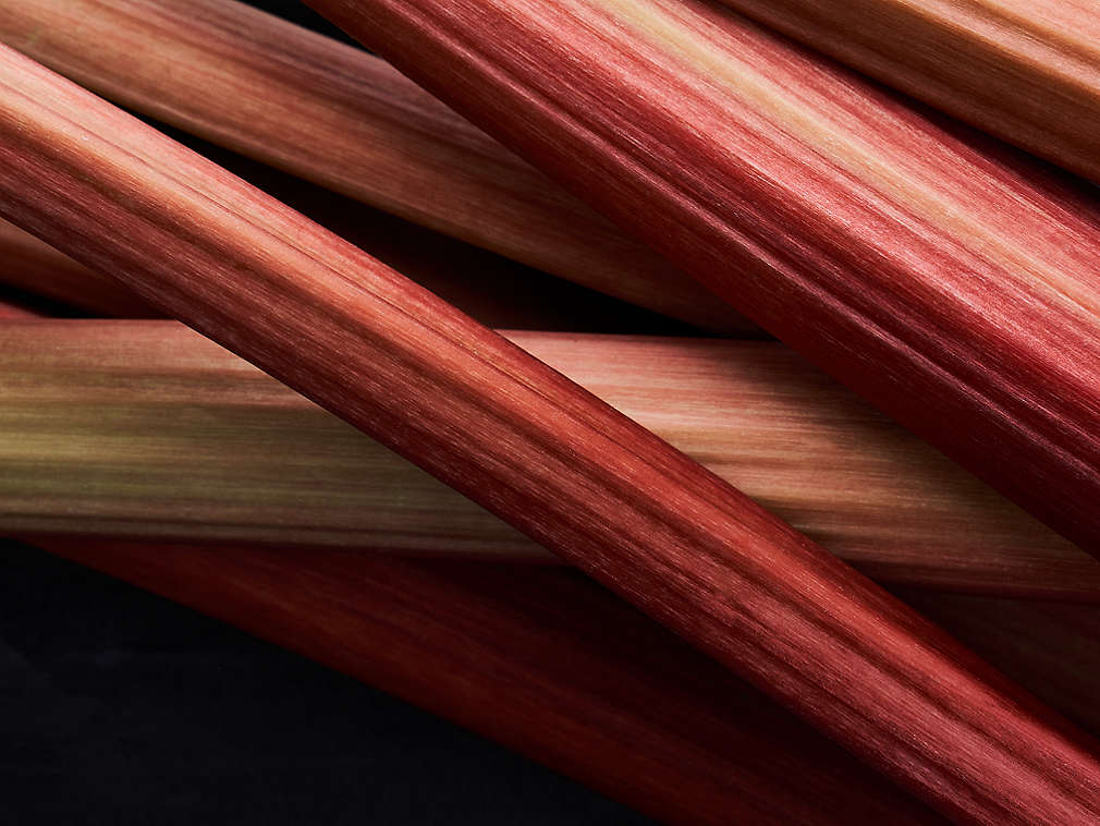 Svježa rabarbara u detaljnom prikazu