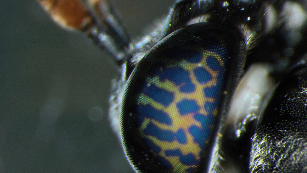 Black Soldier Fly