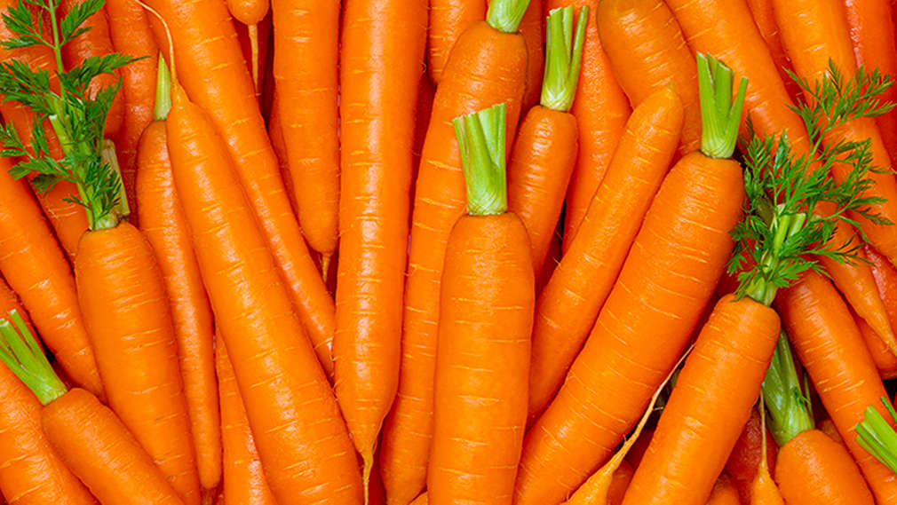 Frische Karotten