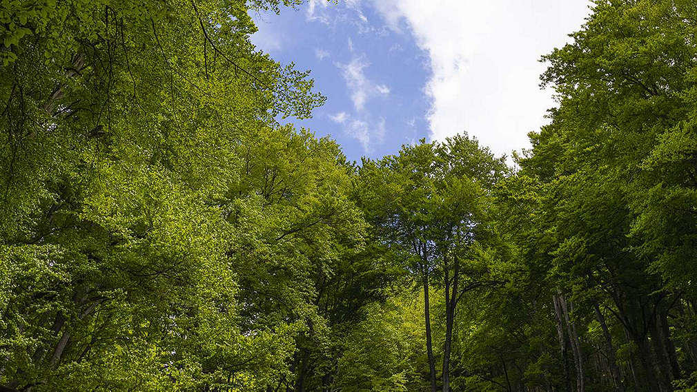 Copacii din perspectiva unei broaște