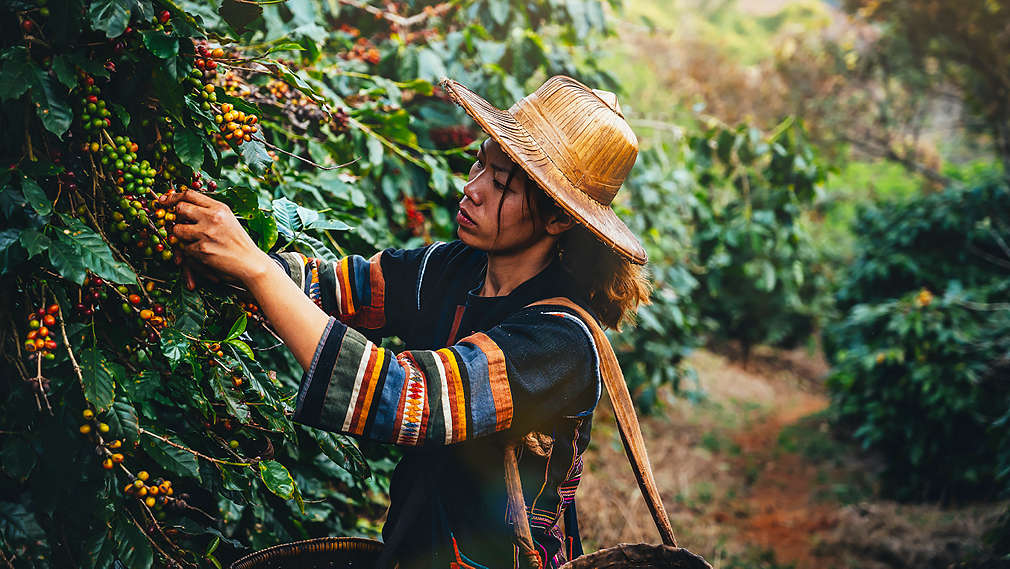 Žena sklízí kávu.