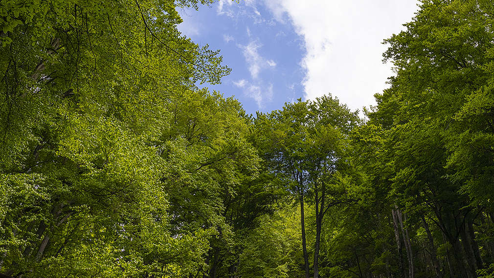 Baumkronen aus der Froschperspektive