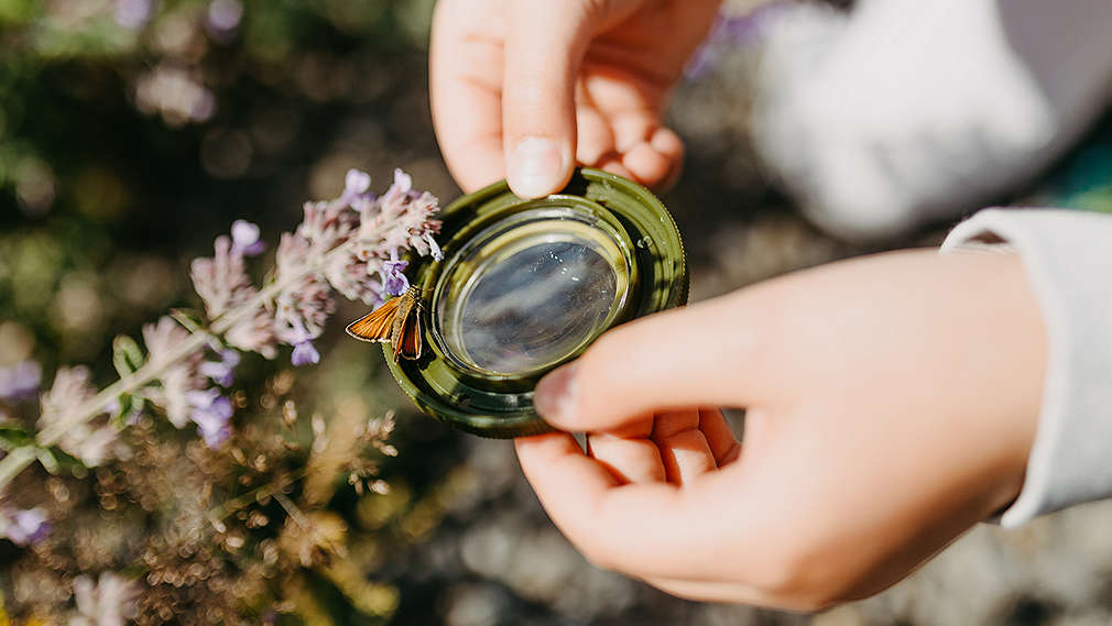 Kinder entdecken Insekten