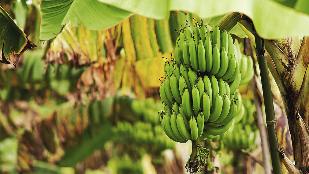 Banánové plantáže