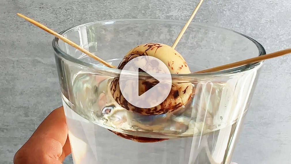 Avocadokern im Wasserglas