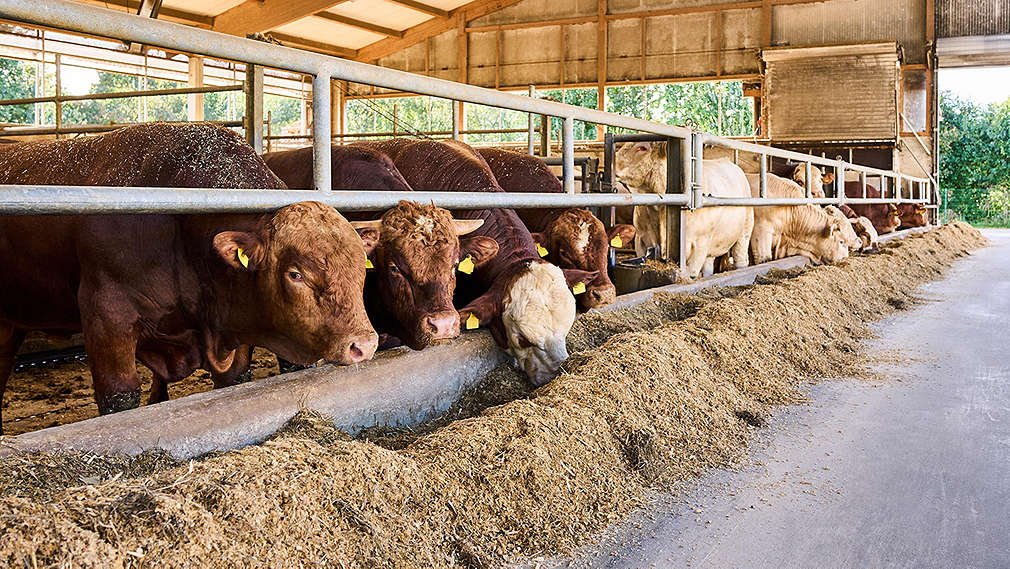 Rinder in Stall