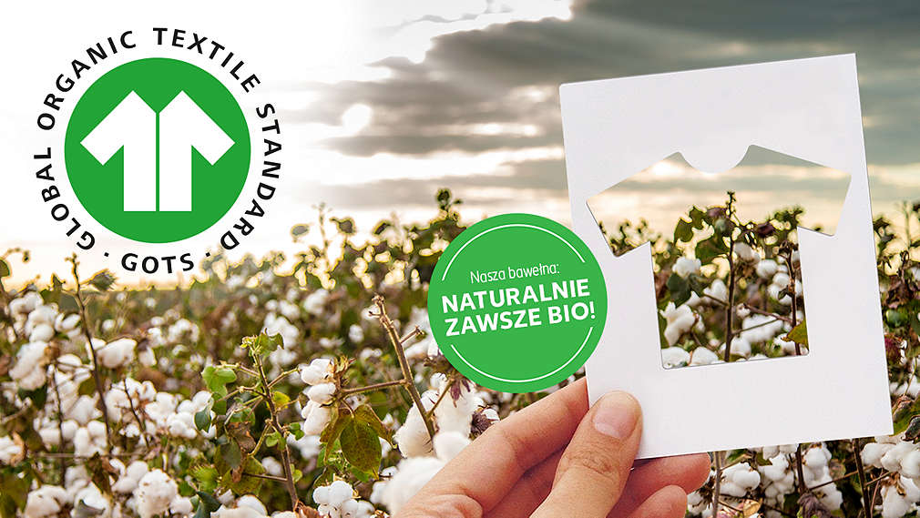 Pole bawełny, przed nim podniesiony do góry szablon w formie podkoszulka