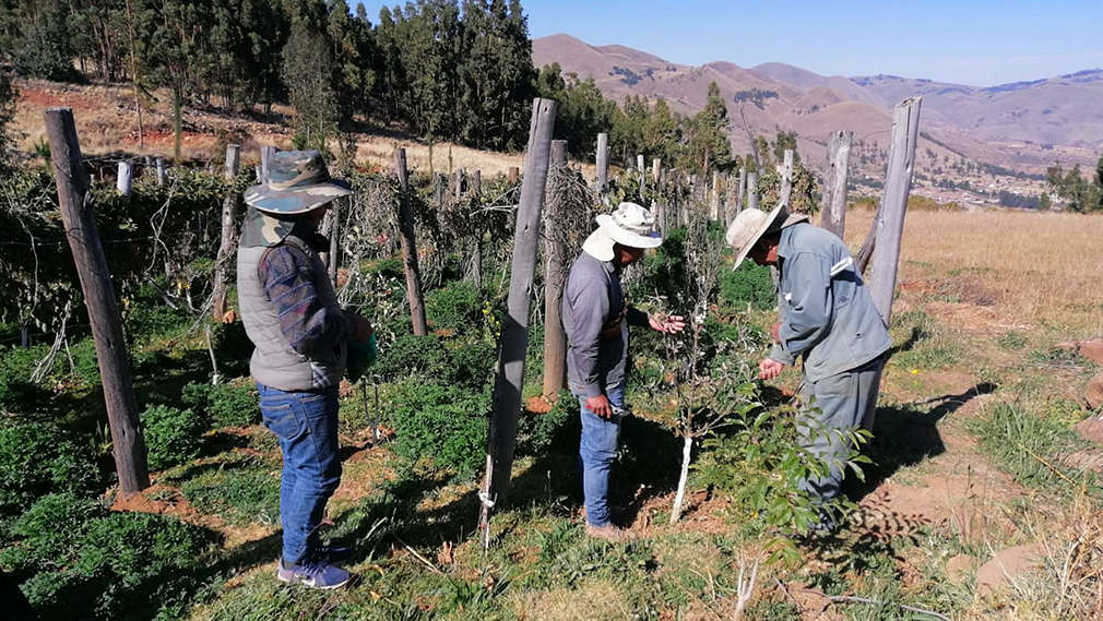 Парцелът Линкпулата