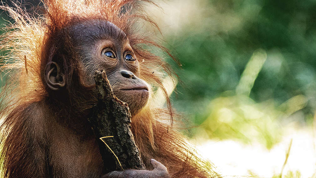 Babyaffe sitzt in gerodetem Wald