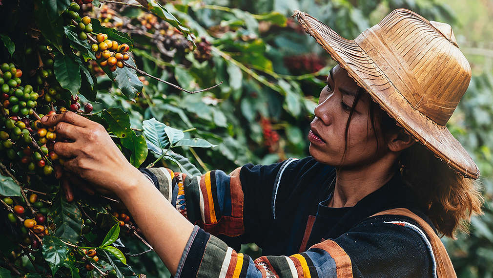 Frau bei der Kaffeeernte