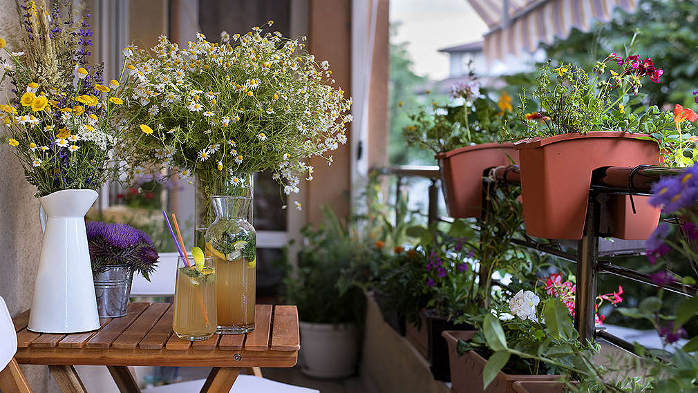 Zu sehen ist ein Balkon mit vielen grünen Topfpflanzen und Blumenkisten am Geländer. Außerdem ein Klappstuhl und ein Holztisch, auf dem drei Vasen mit Blumen stehen sowie eine Flasche und ein Glas gefüllt mit Eistee