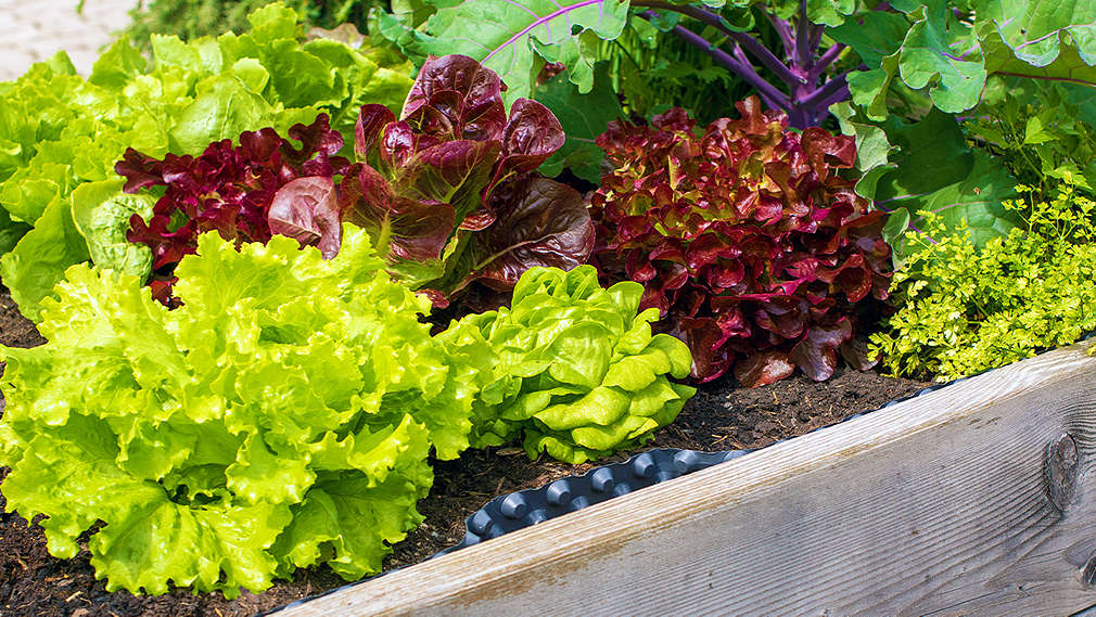 Ein Hochbeet aus Holz, in dem verschiedene Blattsalate wachsen