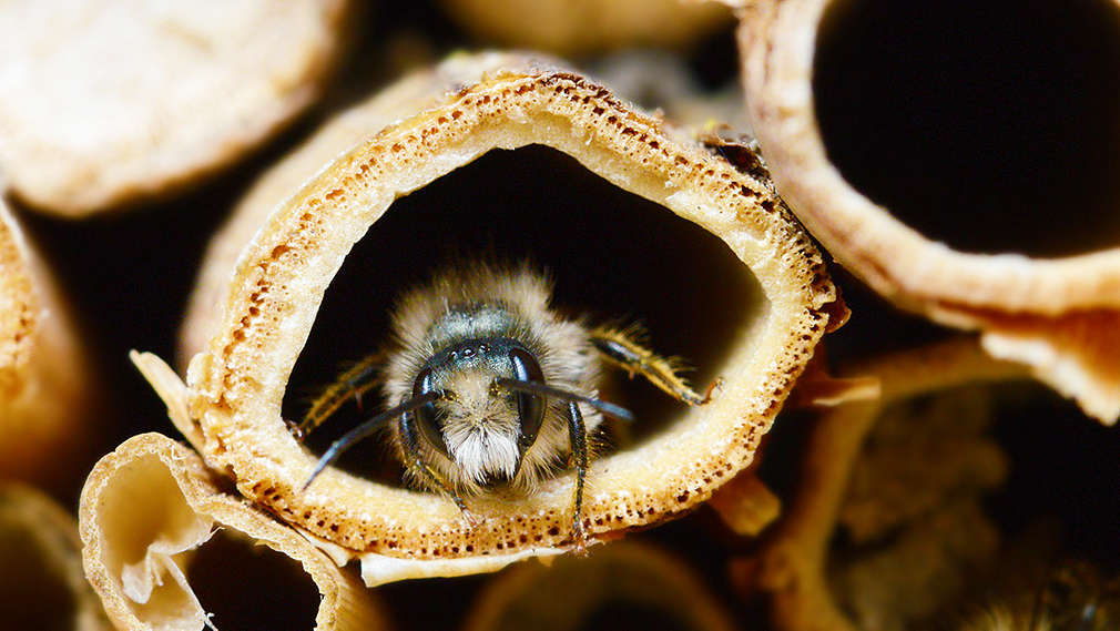 Zu sehen sind Rohre aus Schilf und Bambus. In der Mitte des Bildes lugt eine Biene aus einem Röhrchen