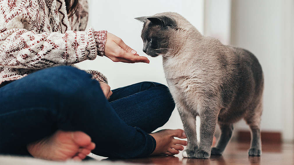 Eine Person gibt ihrer Katze ein selbstgemachtes Leckerli