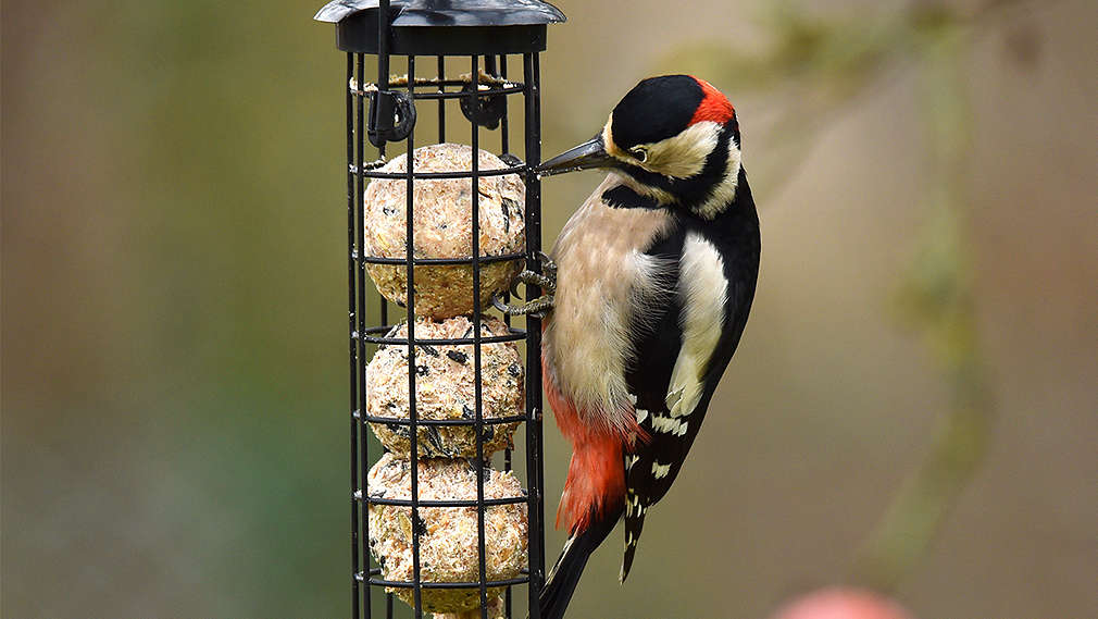 Länglicher Behälter aus Draht, in dem sich drei Meisenknödelbefinden und an dem sich ein Buntspecht festkrallt, um an Nahrung zu kommen.