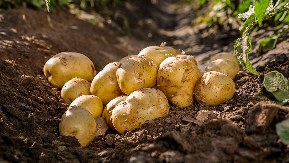 Frisch ausgegrabene Kartoffeln auf dem Feld