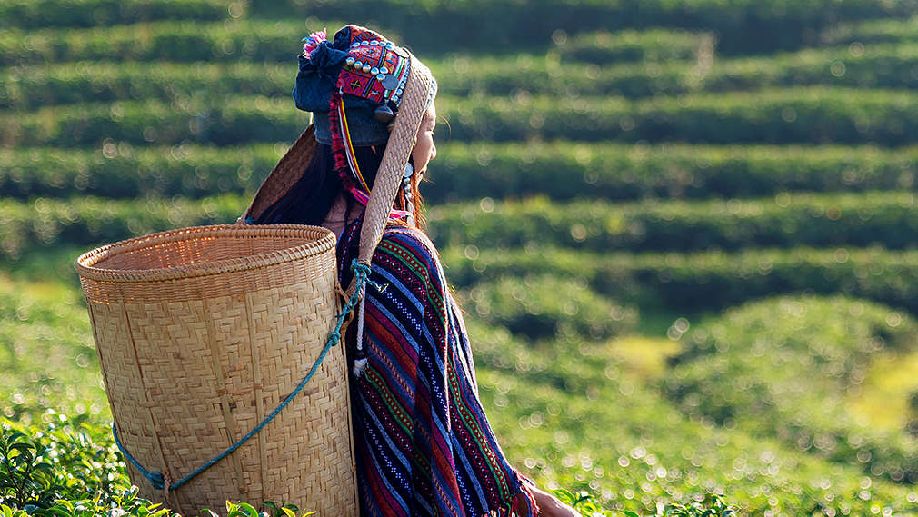 Frau pflückt Teeblätter auf Teeplantage