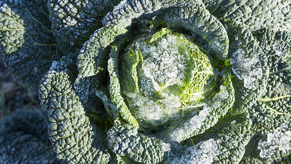 Kohlkopf auf einem Feld mit Frost