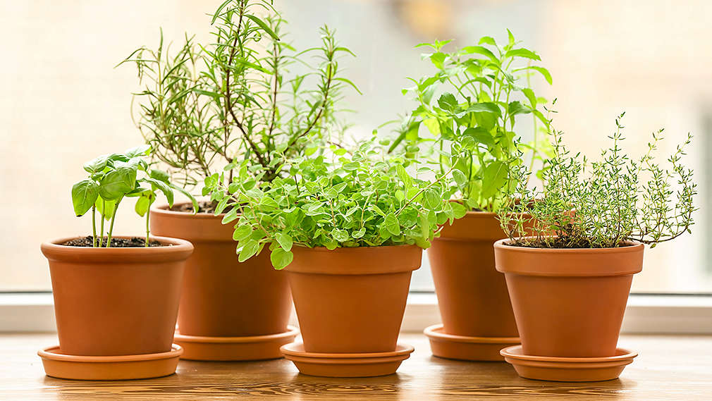 Verschiedene mediterrane Kräuter wie Basilikum, Thymian, Rosmarin und weitere in Terrakottatöpfen auf einer Fensterbank