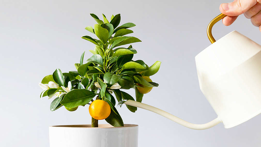 Eine Ziturspflanze mit weißen Blüten und einer gelben Frucht im Topf wird mit einer weißen Gießkanne gegossen